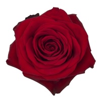 Deluxe Mini Rose Corsage