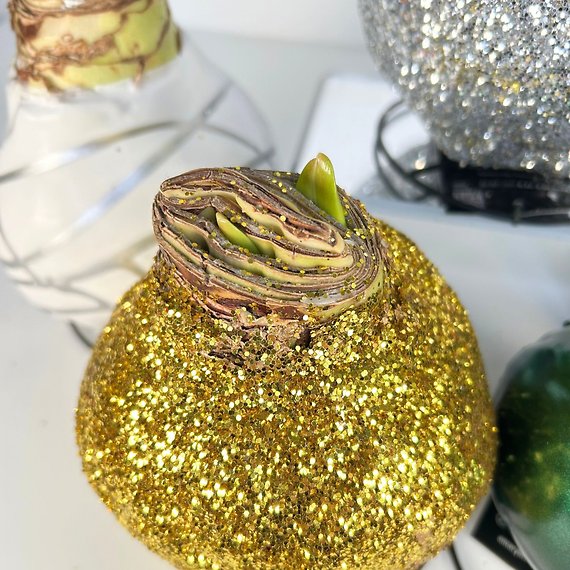 Waxed Amaryllis Bulb