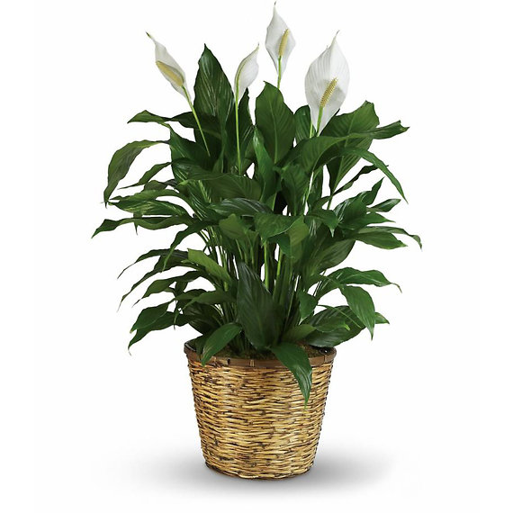 Peace Lily 12\"