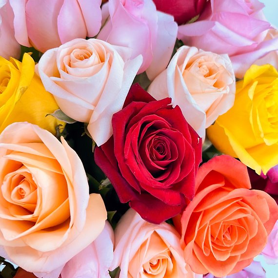 100 Kaleidoscope Roses
